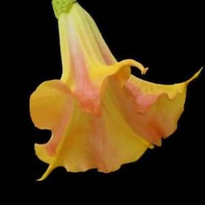 MANGO CRUSH~~Angels Trumpet Brugmansia Tropical Plant~~Beautiful Blooming Plant~~Well Rooted STARTER Plant