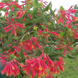 Major Wheeler HONEYSUCKLE VINE Lonicera Sempervirens ~Rooted STARTER Plant