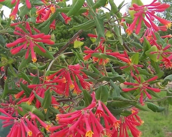 Lonicera Sempervirens | Rose Honeysuckle | 5 Seeds - Etsy