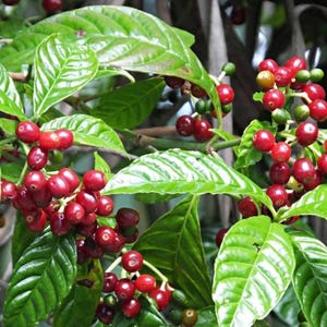 May include: Close-up of a coffee plant branch with vibrant green leaves and clusters of ripe, red coffee cherries. Some cherries are still green, showing the stages of growth. The image captures the natural beauty of the coffee plant.