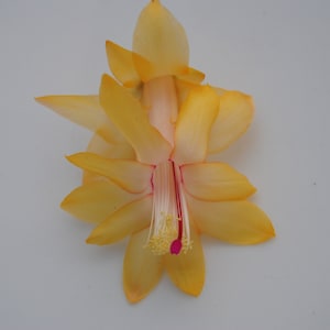 Honolulu Sun~Christmas Cactus Well Rooted Starter Plant~Schlumbergera Truncata~AKA Thanksgiving Cactus,Zygo Cactus,Holiday Cactus, etc