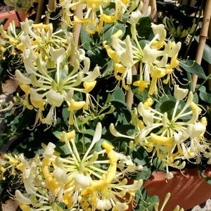 Scentsation~Honeysuckle Vine~~Well Rooted Starter Plant~~ Late Dutch Lonicera~HUMMINGBIRD HEAVEN!
