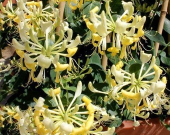 Scentsation~Honeysuckle Vine~~Well Rooted Starter Plant~~ Late Dutch Lonicera~HUMMINGBIRD HEAVEN!