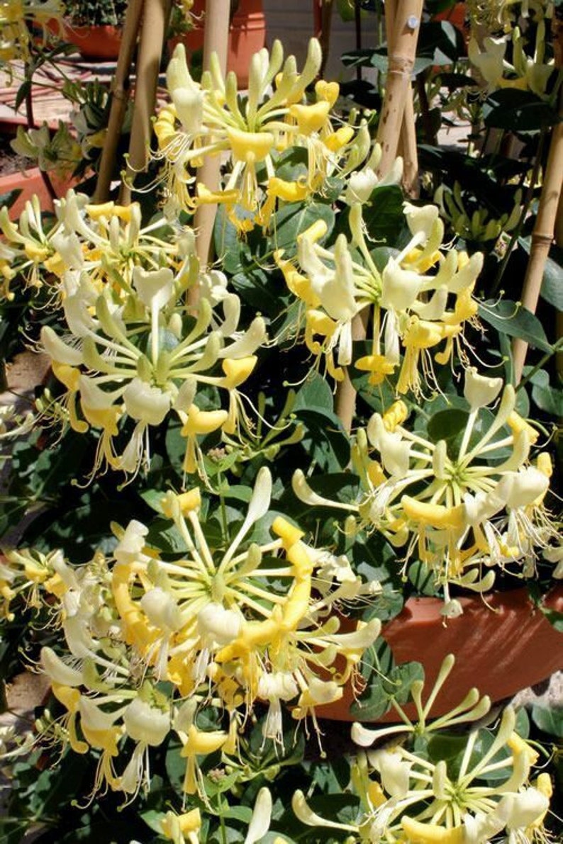 HopesTropicalFlowers Scentsation Honeysuckle Vine - Thumbnail 5