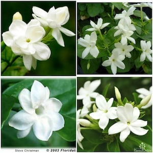 Maid of Orleans Jasmine~Jasminum sambac~~Rooted STARTER Plant~Extremely Fragrant!