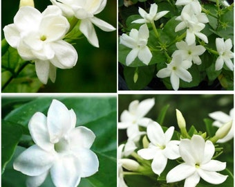 Maid of Orleans Jasmine~Jasminum sambac~~Rooted STARTER Plant~Extremely Fragrant!