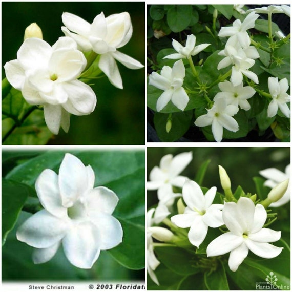 Maid of Orleans Jasmine~jasminum Sambac~~rooted STARTER Plant