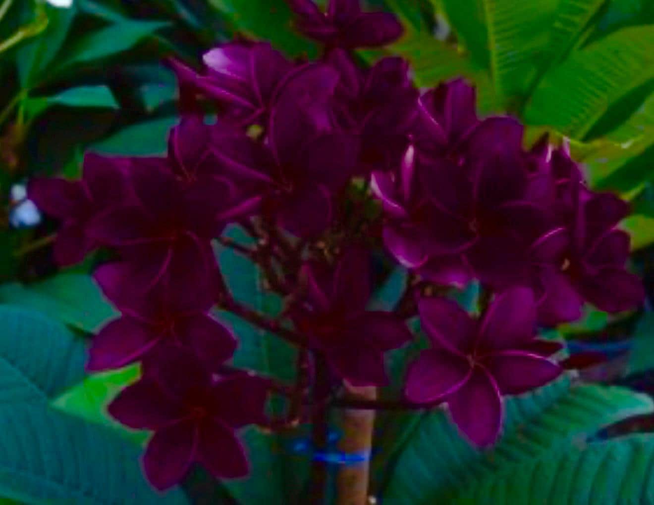 Frangipani Raspberry Royal Royal Flush Plumeria Rubra Frangipani-small Rooted Seedling ~ Very Rare ...