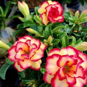 May include: Close-up of vibrant desert rose flowers. The blooms feature layers of red, yellow, and white petals with green foliage. The flowers are in full bloom, showcasing their intricate patterns and colors.