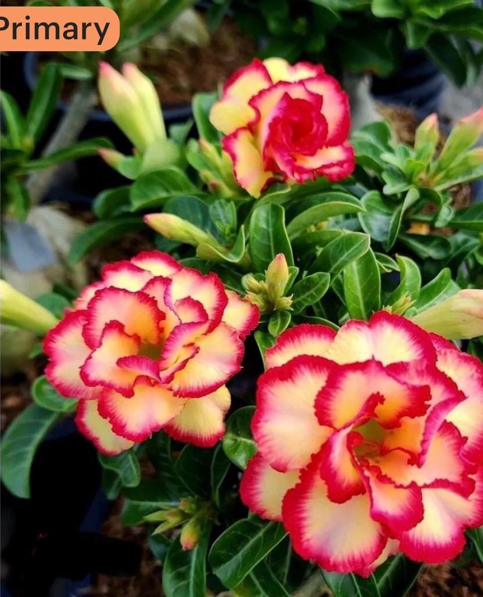 Thong Nue Kao-- Large Grafted Adenium Obesum Desert Rose Plant - Etsy