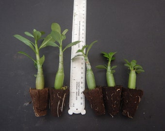 5 Randomly Selected Adenium Obesum Desert Rose SMALL STARTER Plants/Plugs