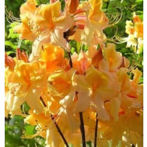 DANCING RABBIT~~Aromi Deciduous Azalea Rhododendron~~Well Rooted SMALL Starter Plant~~Please Read All Info & See All Pics!