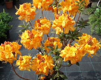 Rhododendron 'Klondyke' (Azalea Group) | Shrubs | Thompson & Morgan