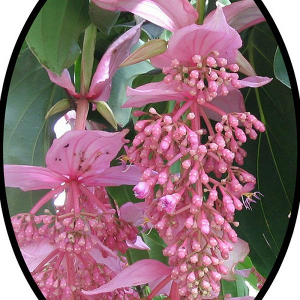 Florinilla "AROSA" Medinilla Plant~~Live Well Rooted "STARTER" Plant~ Gorgeous Pendulous Pink Blooms~Very Rare!