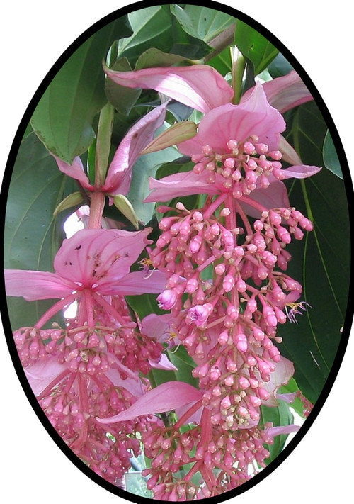 Florinilla "AROSA" Medinilla Plant~~Live Well Rooted "STARTER" Plant~ Gorgeous Pendulous Pink Blooms~Very Rare!