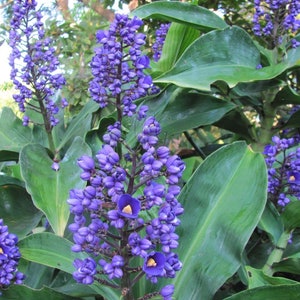SAPPHIRE BLUE GINGERGorgeous Dichorisandra ThyrsifloraSmall Rooted Starter Plant image 6
