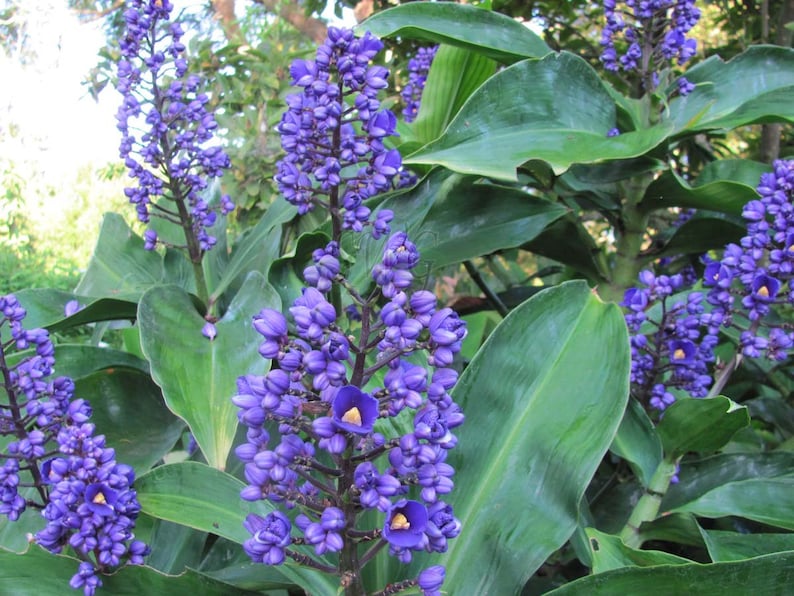 SAPPHIRE BLUE GINGERGorgeous Dichorisandra ThyrsifloraSmall Rooted Starter Plant image 6