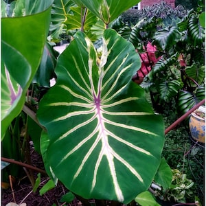 Pharaoh’s Dream- Colocasia esculenta- Elephant Ear - SMALL ROOTED STARTER Plant-Beautiful