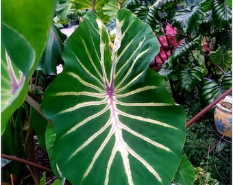 Pharaoh’s Dream- Colocasia esculenta- Elephant Ear - SMALL ROOTED STARTER Plant-Beautiful