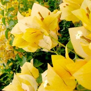 Yellow Bougainvillea - Etsy