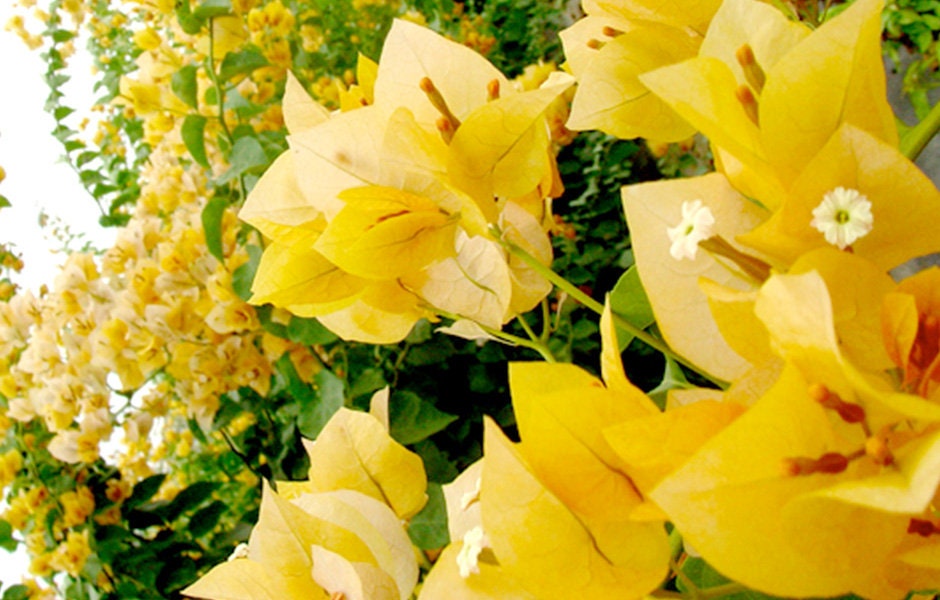 Yellow Bougainvillea - Etsy