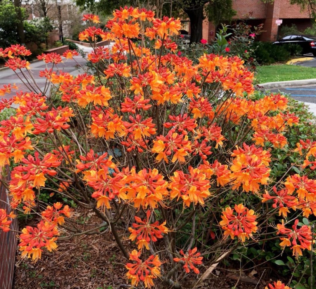 Stonewall Jackson Deciduous Azalea Rhododendron~well Rooted Starter ...