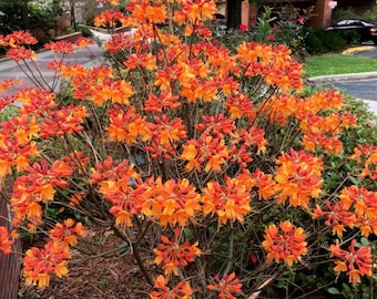 Stonewall Jackson Deciduous Azalea Rhododendron~Well Rooted Starter Plant~~Vibrant Orange Blooms~Breath Taking!!Dormant in fall & winter