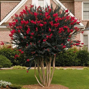 May include: A red flowering crape myrtle tree with multiple trunks and dark green leaves. The tree is in a residential yard with a brick house in the background.