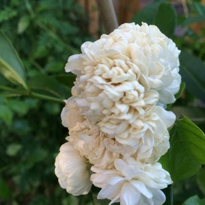 4&quot; Pot~Grand Duke of Tuscany Jasmine~Jasminum Sambac~Extremely Fragrant!