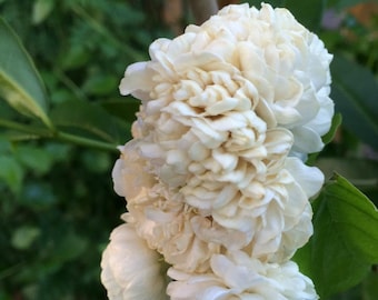 4" Pot~Grand Duke of Tuscany Jasmine~Jasminum Sambac~Extremely Fragrant!