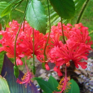 CHINESE LANTERN**Well Rooted Hibiscus Schizopetalus STARTER Plant**Very Unique Blooms! Rare Hard to Find!