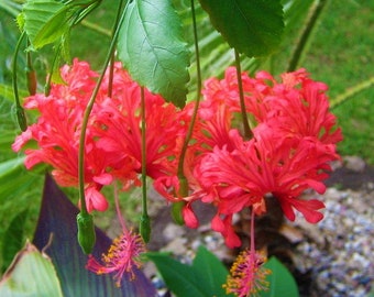 CHINESE LANTERN**Well Rooted Hibiscus Schizopetalus STARTER Plant**Very Unique Blooms! Rare Hard to Find!