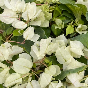 Sunstone White Bougainvillea Small Rooted Starter Plant with Slightly Variegated Leaves**Live Bougainvillea starter/plug plant*usa seller