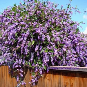 Happy Wanderer Hardenbergia Rooted STARTER Plant~~Extremely Rare Plant