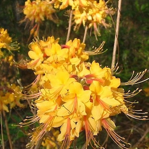 Very Rare~~FANTASTIQUE~~Aromi Azalea Rhododendron Hybrid~~Deciduous &quot;Small&quot; Rooted Plant~Not Dead it is DORMANT! Fragrant Blooms!!!