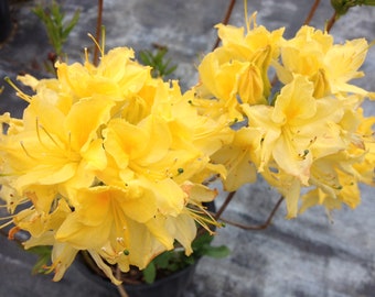 LEMON LIGHTS~~Deciduous Azalea Rhododendron~~SMALL Well Rooted Starter Plant~~Please Read All Info & See All Pics! May be Dormant!