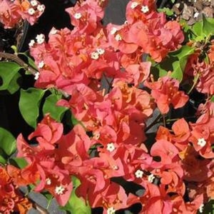 Sundown Orange Bougainvillea Small Well Rooted Starter Plant**Blooms are a Beautiful Coral Color!