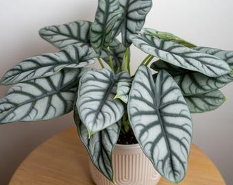 Silver Dragon Alocasia baginda SMALL Well Rooted STARTER Plant