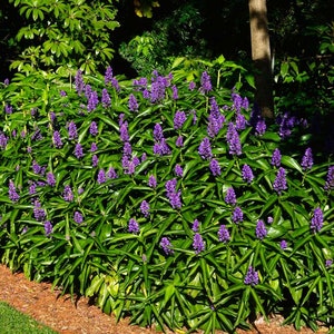 SAPPHIRE BLUE GINGER**Gorgeous Dichorisandra Thyrsiflora**Small Rooted Starter Plant