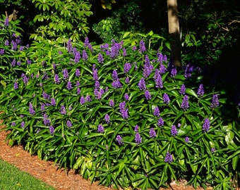 SAPPHIRE BLUE GINGER**Gorgeous Dichorisandra Thyrsiflora**Small Rooted Starter Plant