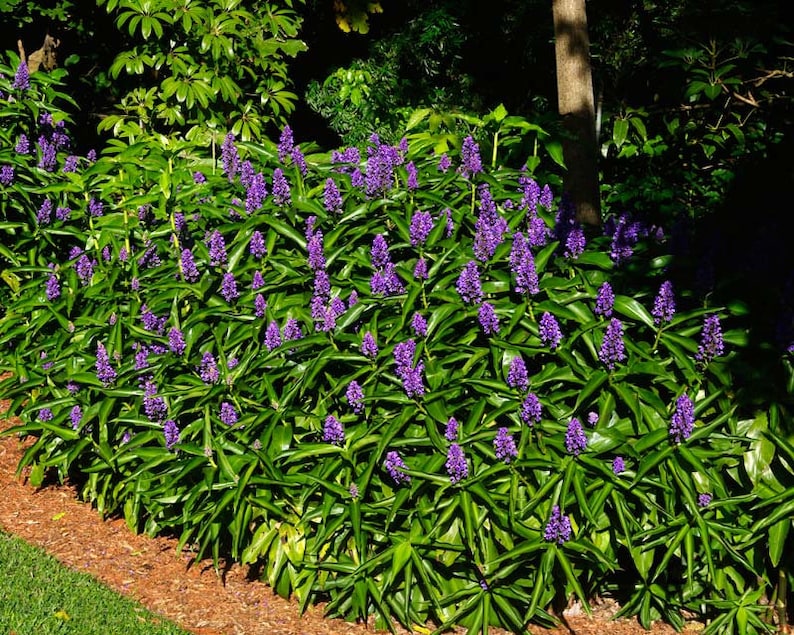 SAPPHIRE BLUE GINGERGorgeous Dichorisandra ThyrsifloraSmall Rooted Starter Plant image 1