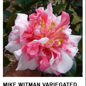 Mike Witman-Bicolor Bloom** Camellia Japonica-Live Starter Plant-Very Rare!