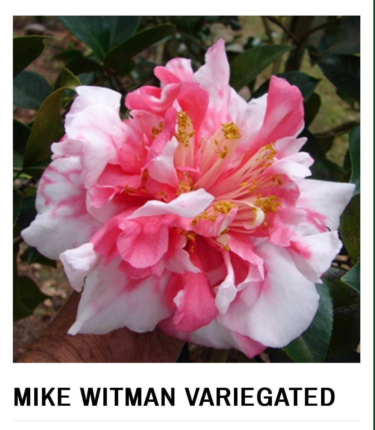 Mike Witman-bicolor Bloom** Camellia Japonica-live Starter Plant