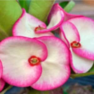 Chan Songlah**Crown Of Thorns-Euphorbia Milii**Christ Plant**Very Small Well Rooted Starter Plant**2-4 Inches Tall**Extremely Rare Variety