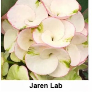 JAREN LAB**Crown Of Thorns-Euphorbia Milii*Christ Plant**Very Small Well Rooted Starter Plant*2-6 Inches Tall**Extremely Rare Variety