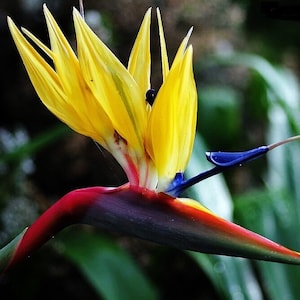 Mandelas Gold~~Yellow Bird of Paradise~~Strelitzia Reginae~~10-12 inch tall ROOTED STARTER PLANT~~Unique & Rare!