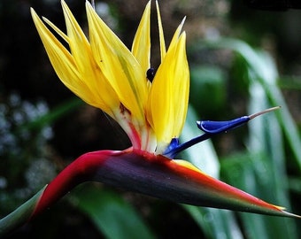 Mandelas Gold~~Yellow Bird of Paradise~~Strelitzia Reginae~~10-12 inch tall ROOTED STARTER PLANT~~Unique & Rare!