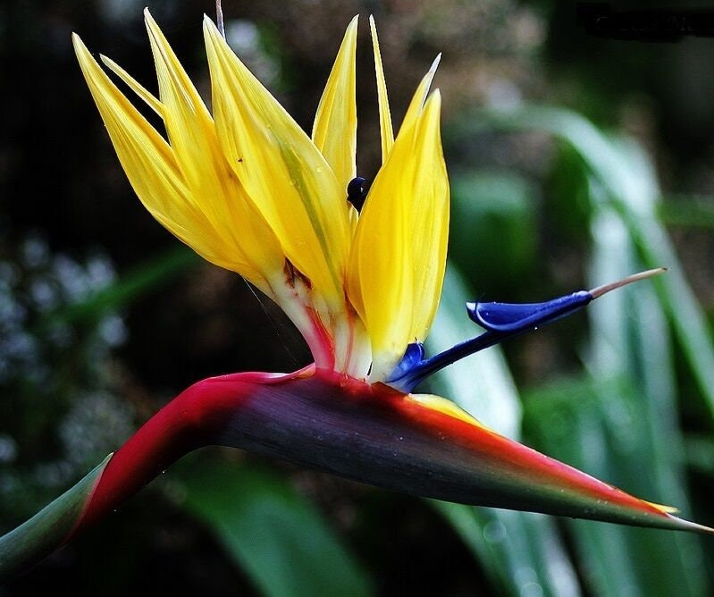 Mandelas Gold~~Yellow Bird of Paradise~~Strelitzia Reginae~~10-12 inch tall ROOTED STARTER PLANT~~Unique & Rare!