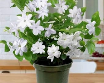 Jazmín árabe ~ Jasminum sambac ~~ Planta de inicio enraizada ~ ¡Extremadamente fragante!