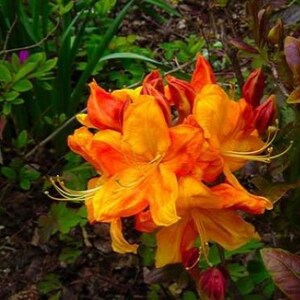 KLONDYKE~~Aromi Deciduous Azalea Rhododendron~~Well Rooted Starter Plant~~Please Read All Info & See All Pics! May be Dormant!